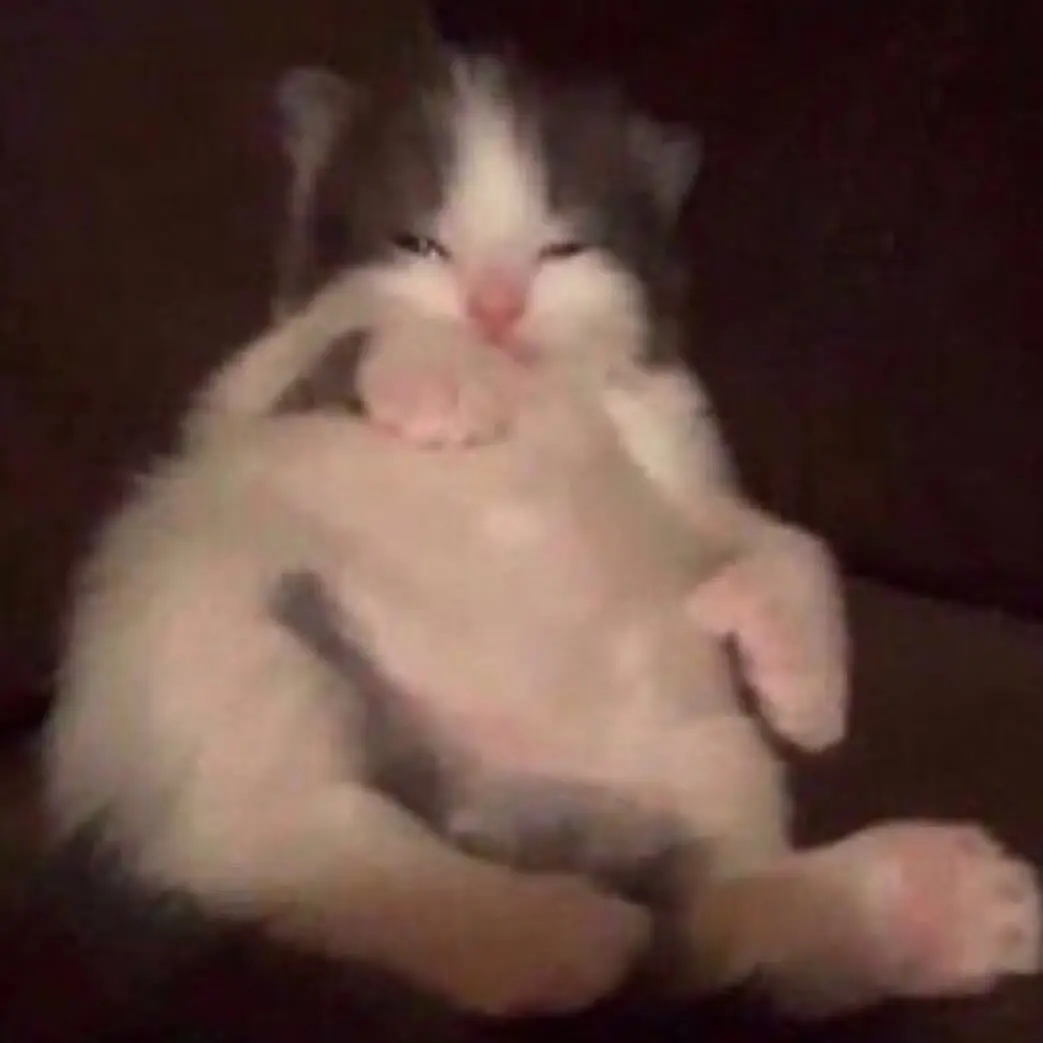 Purrluck